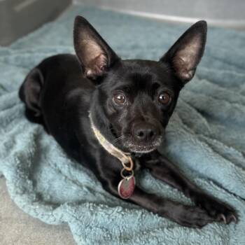 Susie -  Chihuahua Dog for Adoption in Philadelphia, Pennsylvania - Susie | PetCurious