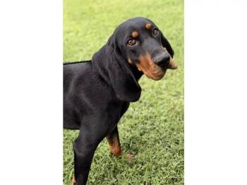 Raven (VA) -  Black And Tan Coonhound Dog for Adoption - Raven (VA) | PetCurious
