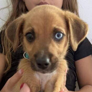 Terrier Dogs Available for Adoption in Carolina, Carolina - Coco Boy | PetCurious