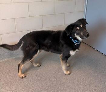 German Shepherd Dog Dogs Available for Adoption - GEMINI | PetCurious