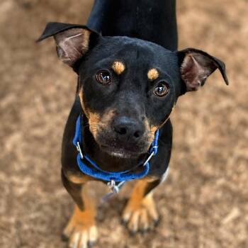 Remsen -  Chihuahua and Mixed Breed Dog for Adoption in Boerne, Texas - Remsen | PetCurious