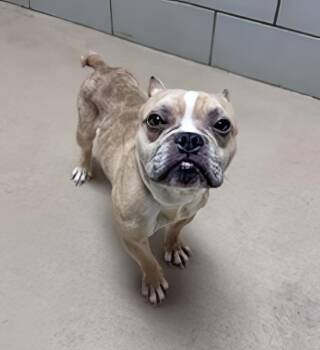 Shuffle -  Mixed Breed Dog for Adoption in Nashville, Tennessee - Shuffle | PetCurious