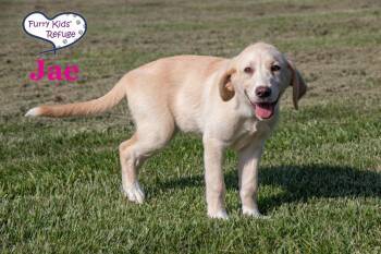 Jae -  Labrador Retriever and Great Pyrenees Dog for Adoption in Lee