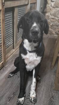 Buddy -  Great Dane and Newfoundland Dog Dog for Adoption in Dittmer, Missouri - Buddy | PetCurious