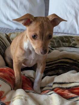 Chihuahua Dogs Available for Adoption - Giada 2 | PetCurious