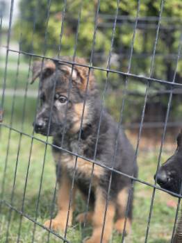 German Shepherd Dog Dogs Available for Adoption in Northlake, Illinois - Beethoven  | PetCurious