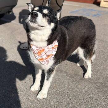 Alaskan Malamute Dogs Available for Adoption - Zeiss | PetCurious