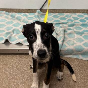 Kroger -  Mixed Breed Dog for Adoption in League City, Texas - Kroger | PetCurious