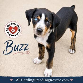 Buzz -  Cattle Dog Dog for Adoption in Joliet, Illinois - Buzz | PetCurious