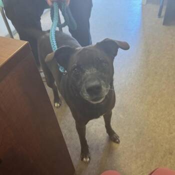 Roscoe -  Mixed Breed Dog for Adoption in Brentwood, Missouri - Roscoe | PetCurious