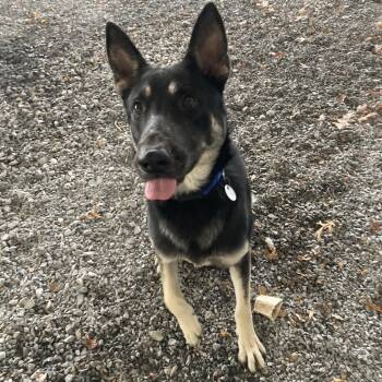 Rescue German Shepherd Dog Dogs for Adoption in New Ringgold, Pennsylvania - Quinn | PetCurious