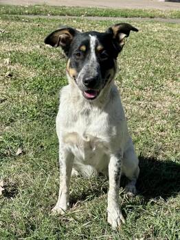 Australian Cattle Dog Blue Heeler and Mixed Breed Dogs Available for Adoption in Houston, Texas - Oreo | PetCurious