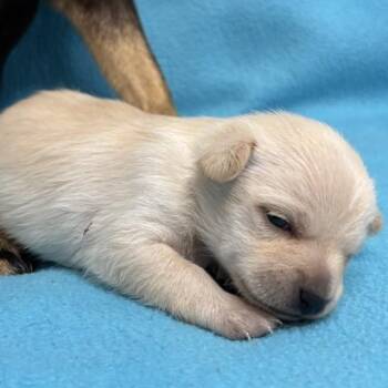 Chive -  Chihuahua Dog for Adoption in Austell, Georgia - Chive | PetCurious