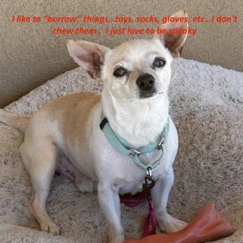 Chihuahua Dogs Available for Adoption in Mesquite, Nevada - Peanut | PetCurious