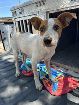 Rescue Mixed Breed Dogs for Adoption in Buchanan Dam, Texas - Roxie | PetCurious
