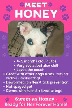 Rescue Mixed Breed Dogs for Adoption in Corinth, Mississippi - Honey | PetCurious