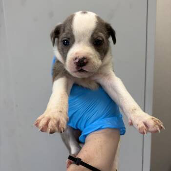 Mixed Breed Dogs Available for Adoption in Columbiana, Alabama - Beef Lo Mein | PetCurious