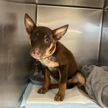 Toaster Strudel -  Siberian Husky Dog for Adoption in East St. Louis, Illinois - Toaster Strudel | PetCurious