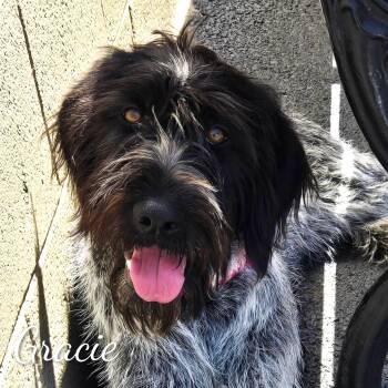 German Wirehaired Pointer Dogs Available for Adoption in Fredericksburg, Virginia - Gracie | PetCurious