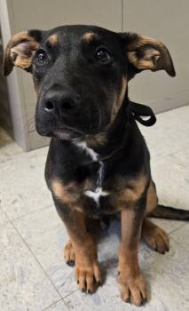 Shepherd and Rottweiler Dogs Available for Adoption in Sandusky, Ohio - TEAK | PetCurious