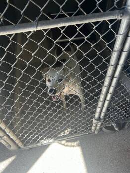 Pit Bull Terrier and Mixed Breed Dogs Available for Adoption - Luke | PetCurious