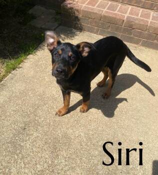 Mountain Cur Dogs Available for Adoption in Pembroke, Massachusetts - Siri | PetCurious