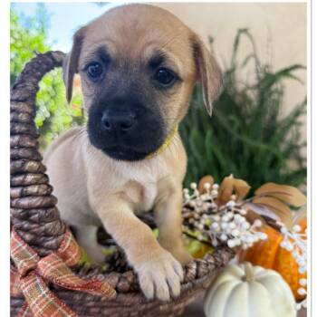 Rescue Terrier Dogs for Adoption in San Diego, California - Eloise | PetCurious