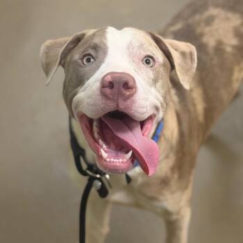Stoney -  Mixed Breed Dog for Adoption in Asheville, North Carolina - Stoney | PetCurious