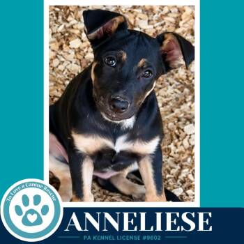 Anneliese (Prost Pups) 100326 -  German Shepherd Dog Dog for Adoption in Kimberton, Pennsylvania - Anneliese (Prost Pups) 100326 | PetCurious