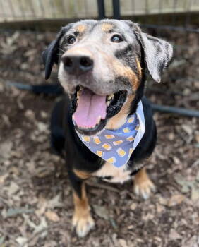Rescue Rottweiler Dogs for Adoption in Deering, New Hampshire - Rubble | PetCurious