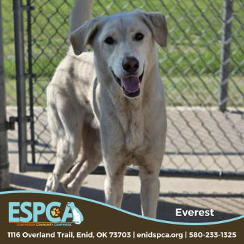 Rescue Great Pyrenees and Mixed Breed Dogs for Adoption in Enid, Oklahoma - Everest | PetCurious