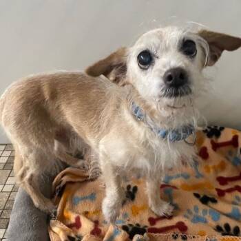 Rescue Mixed Breed Dogs for Adoption in Honesdale, Pennsylvania - Joe | PetCurious