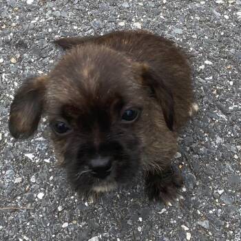 Bee -  Yorkshire Terrier and Maltese Dog for Adoption in Rockville, Maryland - Bee | PetCurious