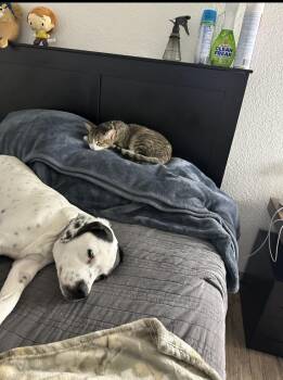 Pit Bull Terrier Dogs Available for Adoption in Tracy, California - Bodie (fka Joe) | PetCurious