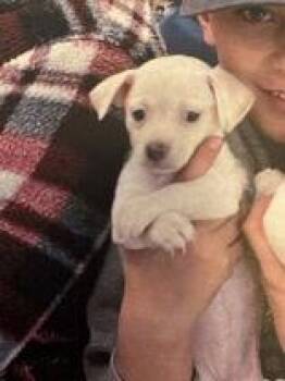 Rescue Chihuahua Dogs for Adoption in Madras, Oregon - Alice | PetCurious