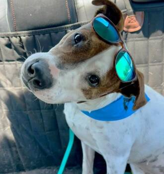 Margo (45 lbs) -  Labrador Retriever Dog for Adoption in Mississauga, Ontario - Margo (45 Lbs) | PetCurious