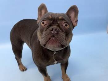 Gigi -  French Bulldog and Mixed Breed Dog for Adoption in Woodbury, Minnesota - Gigi | PetCurious