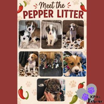 Boxer and Mixed Breed Dogs Available for Adoption in Kenai, Alaska - Shishito - Pepper Litter | PetCurious