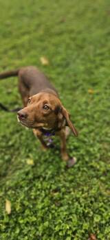 Matilda -  Mixed Breed Dog for Adoption in Fairmont, West Virginia - Matilda | PetCurious