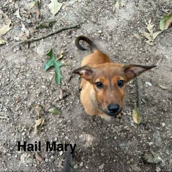 Hail Mary (p) -  Chihuahua and Mixed Breed Dog for Adoption in New York, New York - Hail Mary (p) | PetCurious