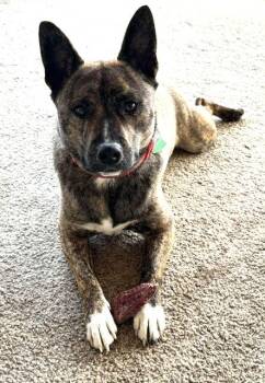Rescue Shiba Inu Dogs for Adoption in Pottstown, Pennsylvania - Hamish | PetCurious