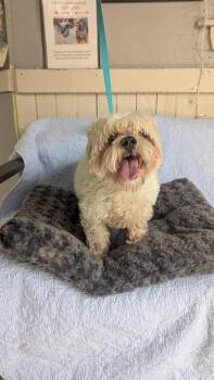 Gordo -  Shih Tzu Dog for Adoption in Fort Worth, Texas - Gordo | PetCurious