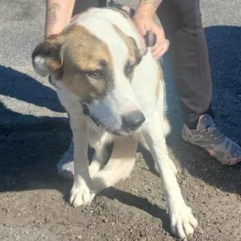 Rescue Great Pyrenees Dogs for Adoption in Bastrop, Texas - Muneca 25-10-184 | PetCurious