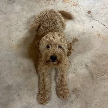 Golden Retriever and Poodle Dogs Available for Adoption in San Saba, Texas - Tim | PetCurious