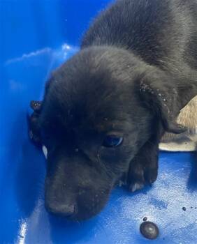 Mixed Breed Dogs Available for Adoption in Dallas, Texas - BILL | PetCurious