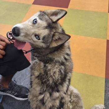 Rescue Husky Dogs for Adoption in Philadelphia, Pennsylvania - Cooper | PetCurious