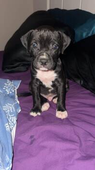M.P. -  American Staffordshire Terrier Dog for Adoption in Mt. Juliet, Tennessee - M.P. | PetCurious