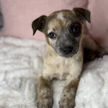 Australian Shepherd and Australian Cattle Dog Blue Heeler Dogs Available for Adoption in Atlanta, Texas - Livy | PetCurious