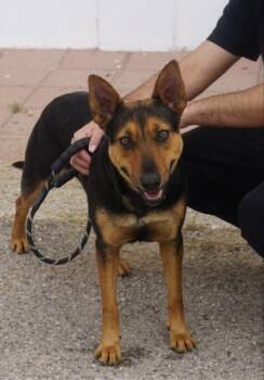 Mixed Breed Dogs Available for Adoption - Kiki* | PetCurious