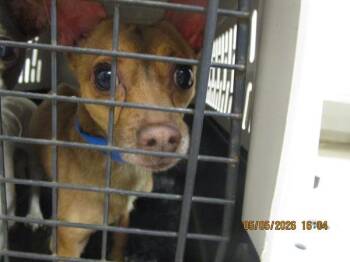 Chihuahua Dogs Available for Adoption in Marietta, Georgia - (322) | PetCurious